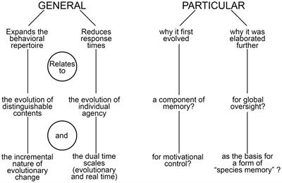 The function(s) of consciousness: an evolutionary perspective